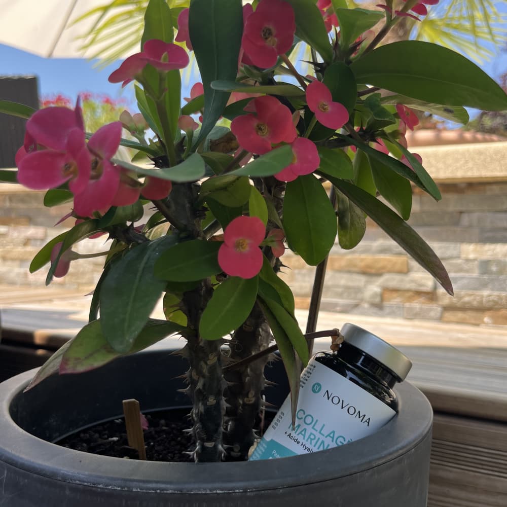 Novoma : Test et avis sur leurs compléments (collagène, magnésium et vitamine C) 6 collagene photo ambiance 1