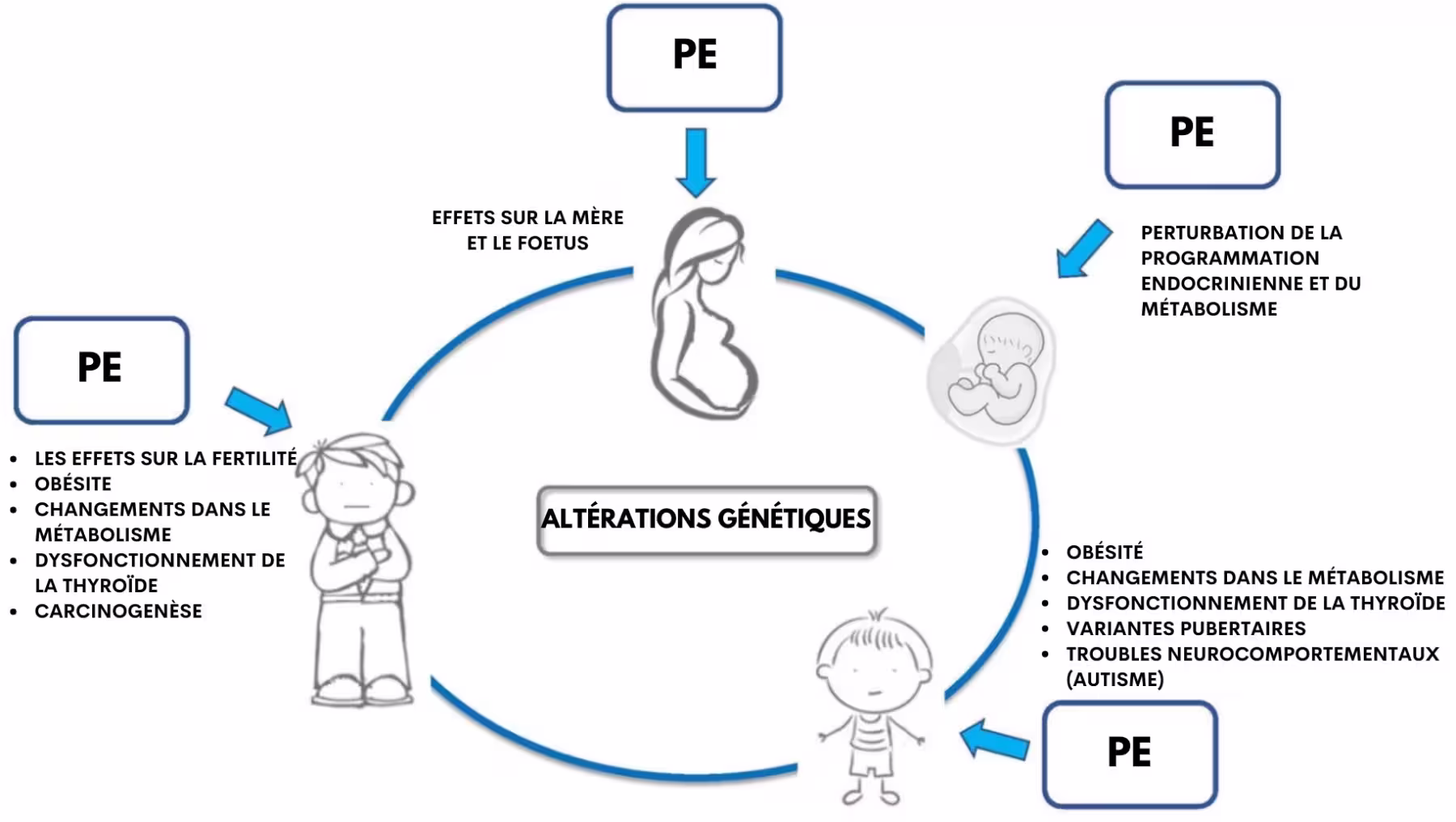 Mon Avis sur Skin Diligent : Test et analyse des soins 1 perturbateurs endocriniens schema skin diligent